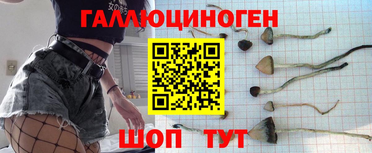 Галлюциногенные грибы Psilocybe  Вход с VPN  Волжский  купить закладку  Псилоцибиновые грибы GOLDEN TEACHER 